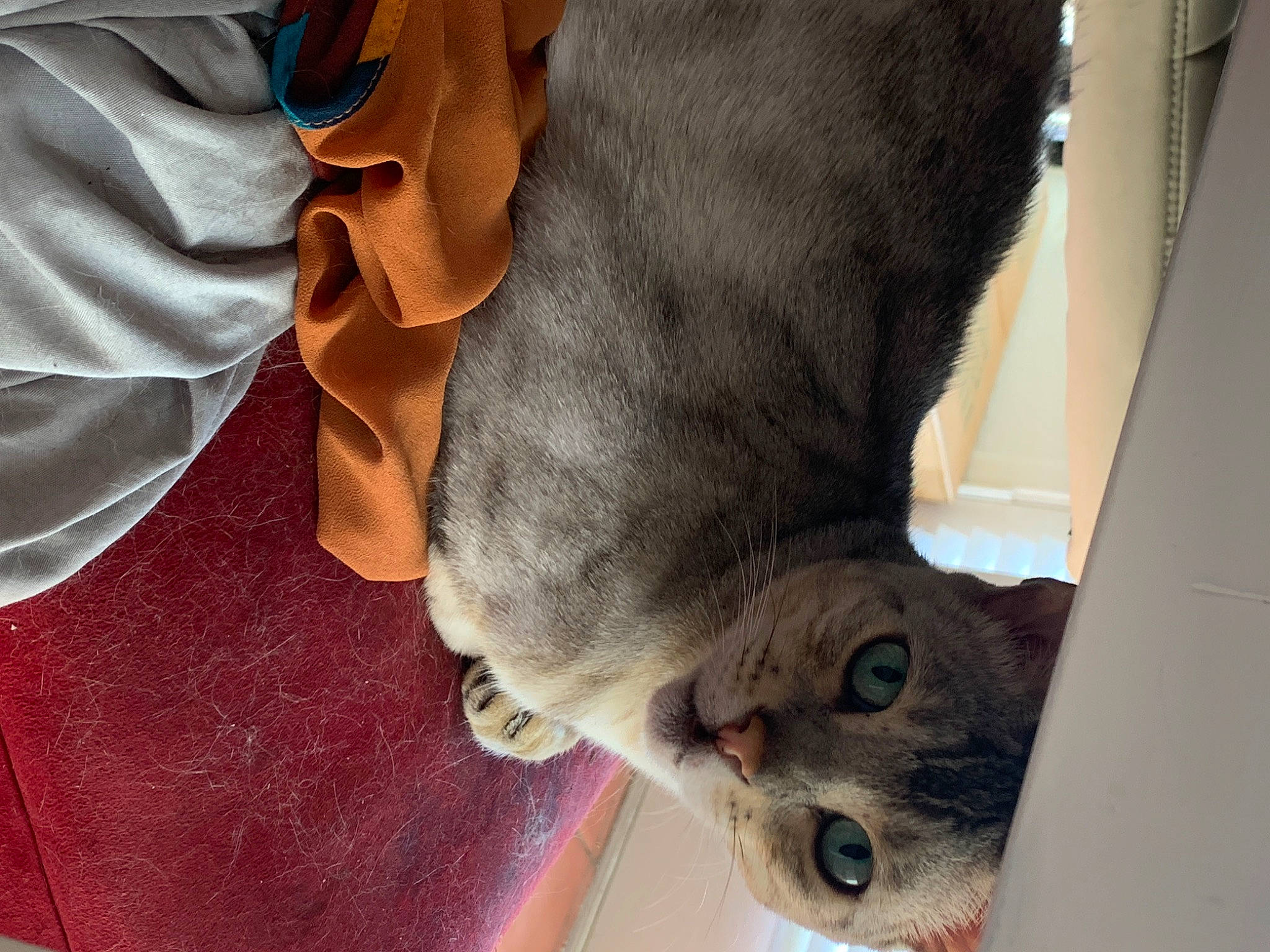 Tequila joined the competition — help win amazing prizes! carnivore, cat, chartreux, domestic_short_haired_cat, european_shorthair, fawn, felidae, fur, german_rex, small_to_medium_sized_cats, snout, whiskers