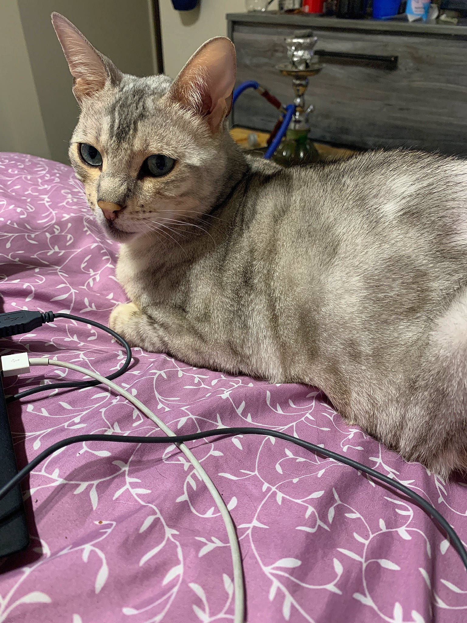 Tequila is registered to the contest to win money with this photo: arabian_mau, asian, australian_mist, burmilla, carnivore, cat, chausie, devon_rex, domestic_short_haired_cat, european_shorthair, fawn, felidae, german_rex, mammal, oriental_shorthair, singapura, small_to_medium_sized_cats, tabby_cat, vertebrate, whiskers