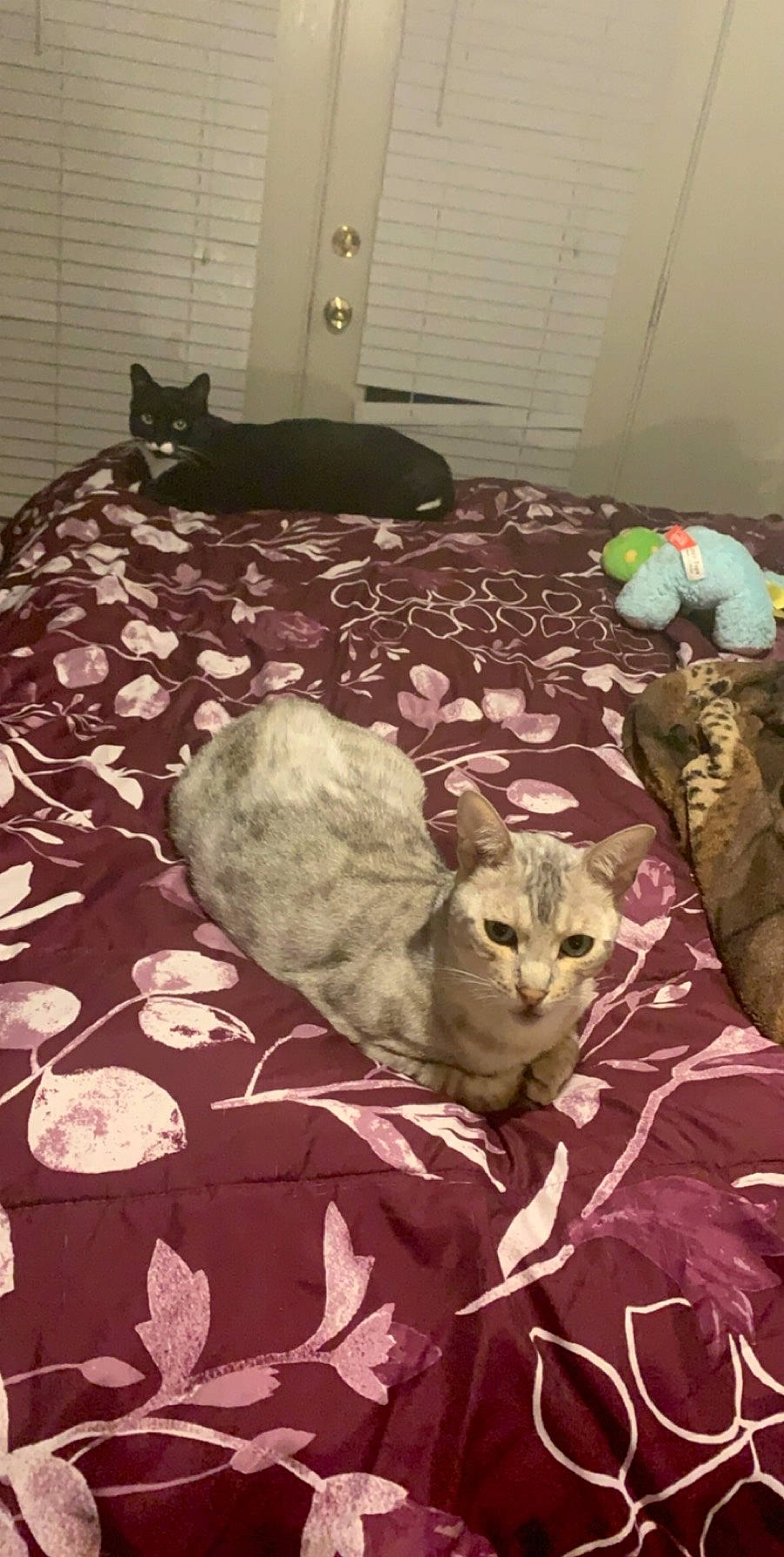 Tequila joined the competition — help win amazing prizes! asian, bed, bed_sheet, bedding, carnivore, cat, domestic_short_haired_cat, egyptian_mau, european_shorthair, felidae, furniture, kitten, linens, room, small_to_medium_sized_cats, textile, whiskers