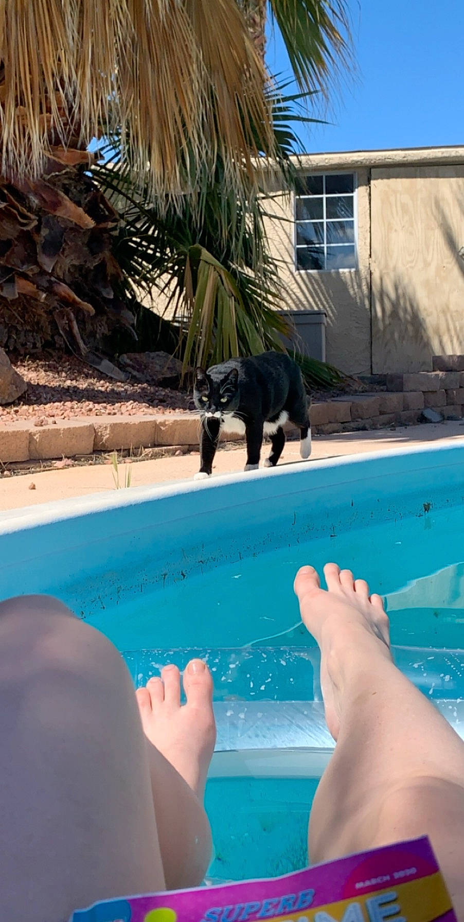 Fortune joined the competition — help win amazing prizes! canidae, fawn, fun, leisure, non_sporting_group, sporting_group, swimming_pool, vacation