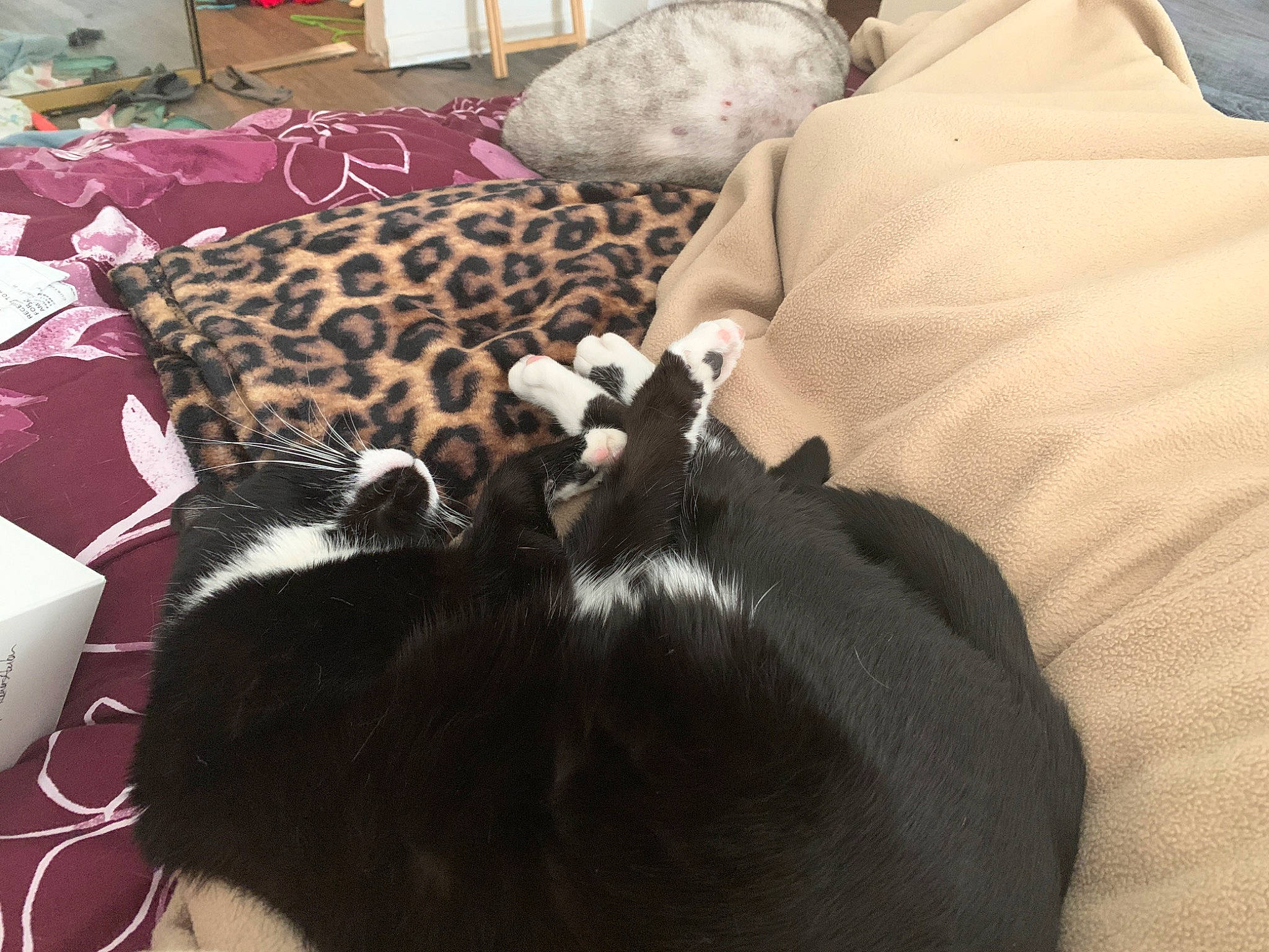 Fortune is registered to the contest to win money with this photo: canidae, carnivore, cat, companion_dog, dog, dog_breed, ear, fur, furniture, nap, puppy, room, sporting_group, whiskers