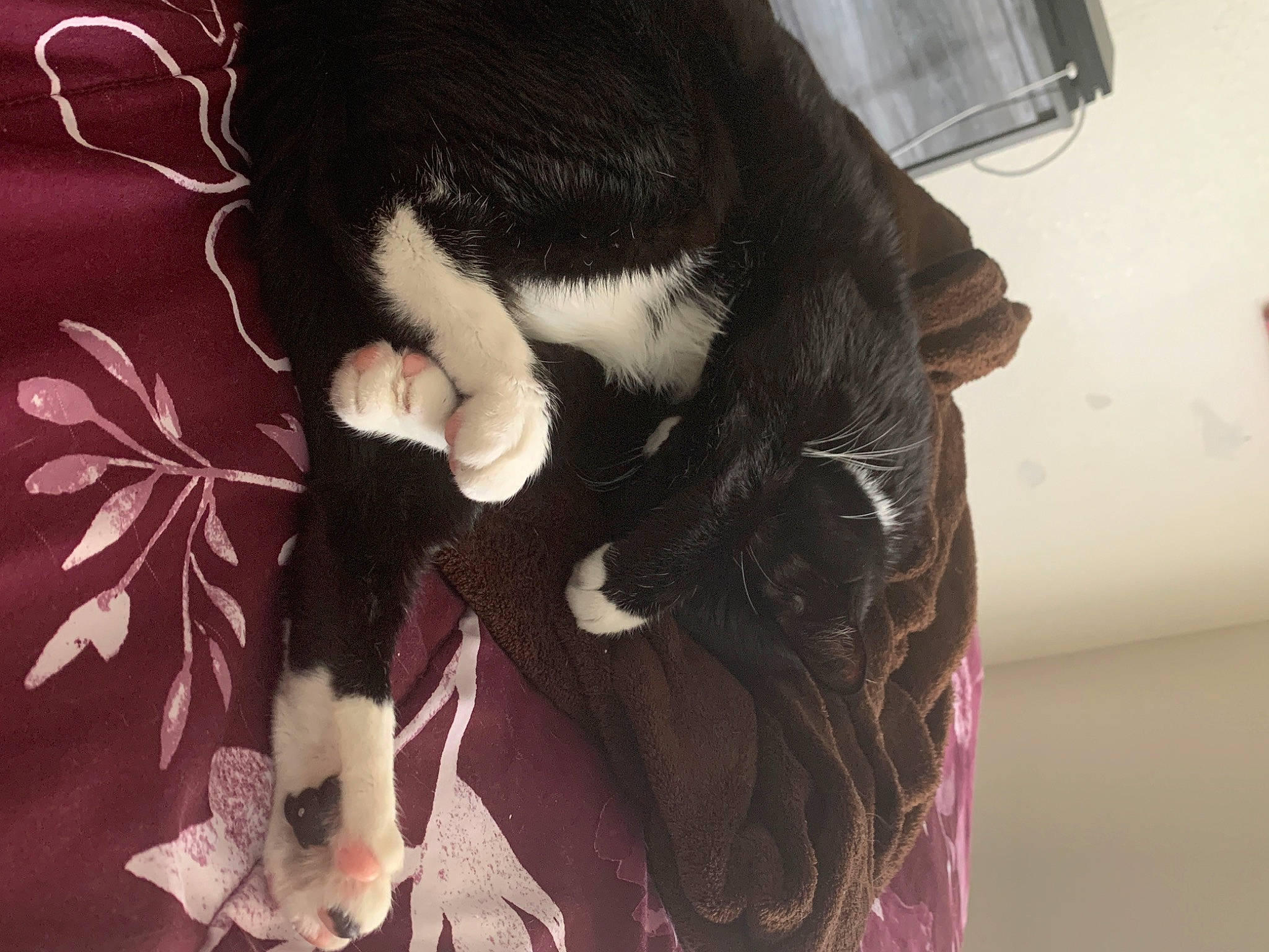 Fortune is registered to the contest to win money with this photo: black_hair, canidae, carnivore, cat, ear, felidae, fur, hand, leg, long_hair, nose, puppy, small_to_medium_sized_cats, tail, whiskers