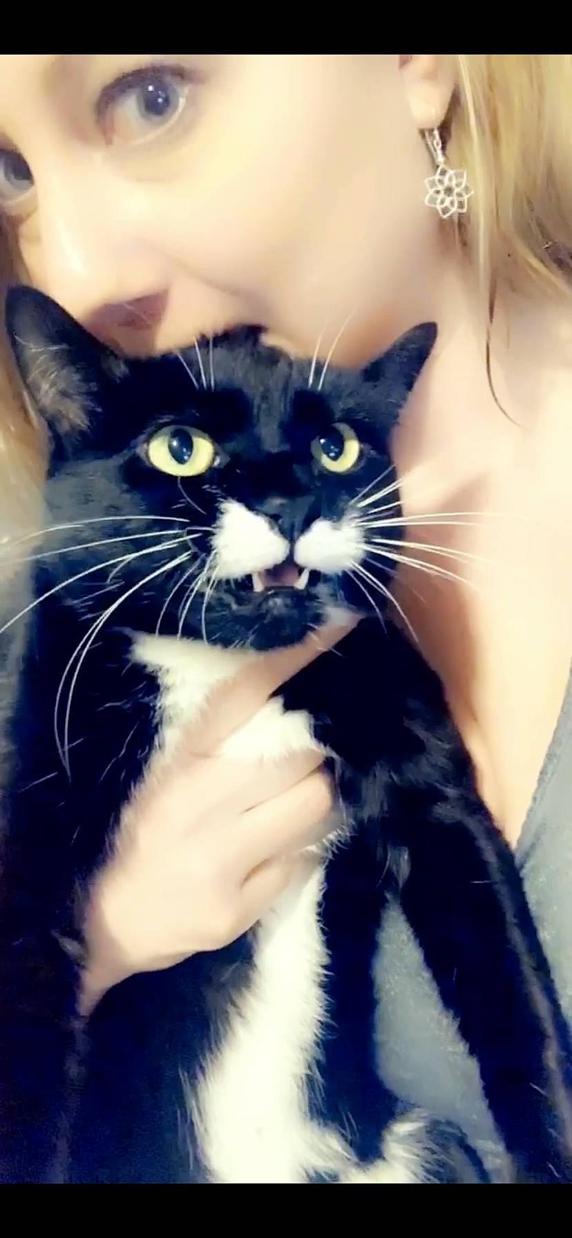 Fortune joined the competition — help win amazing prizes! american_wirehair, asian, black_and_white, black_cat, carnivore, cat, claw, domestic_short_haired_cat, felidae, fur, iris, kitten, mammal, nose, ojos_azules, organism, polydactyl_cat, small_to_medium_sized_cats, snout, whiskers