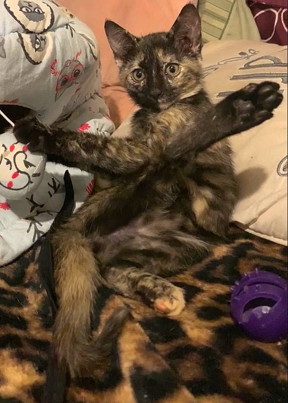 Sage joined the competition — help win amazing prizes! american_shorthair, asian, california_spangled, carnivore, cat, domestic_short_haired_cat, dragon_li, egyptian_mau, european_shorthair, felidae, german_rex, kitten, mammal, oriental_longhair, small_to_medium_sized_cats, tabby_cat, vertebrate, whiskers