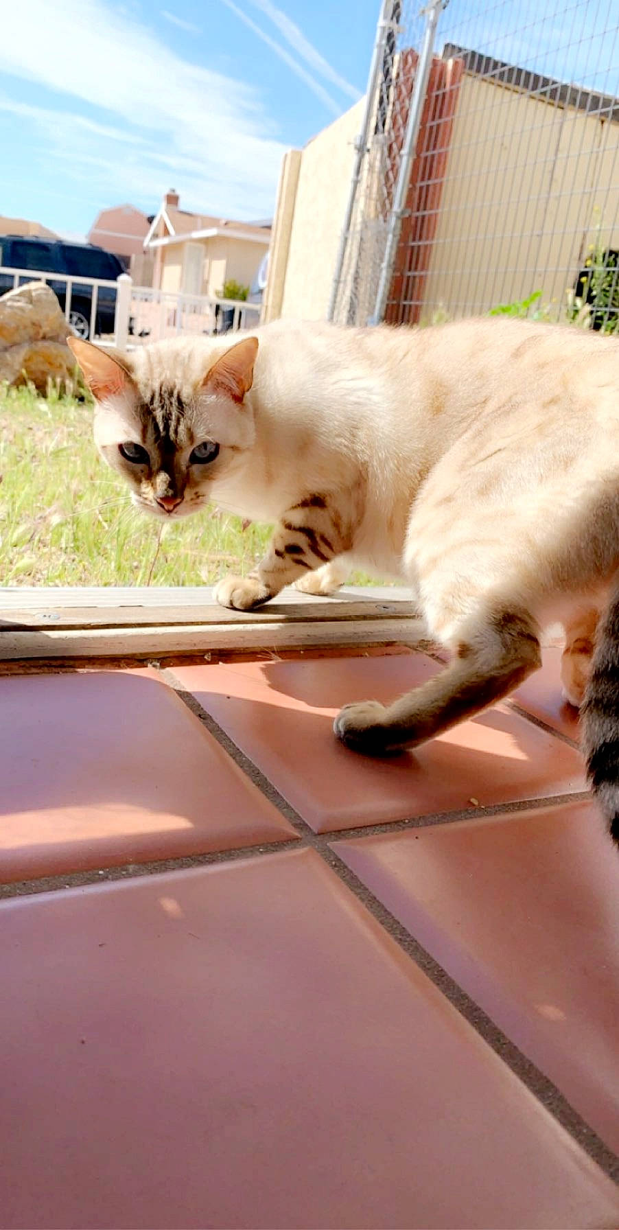 Sunrise joined the competition — help win amazing prizes! aegean_cat, asian, burmilla, carnivore, cat, colorpoint_shorthair, domestic_short_haired_cat, european_shorthair, fawn, felidae, fur, kitten, mammal, singapura, small_to_medium_sized_cats, turkish_van, whiskers