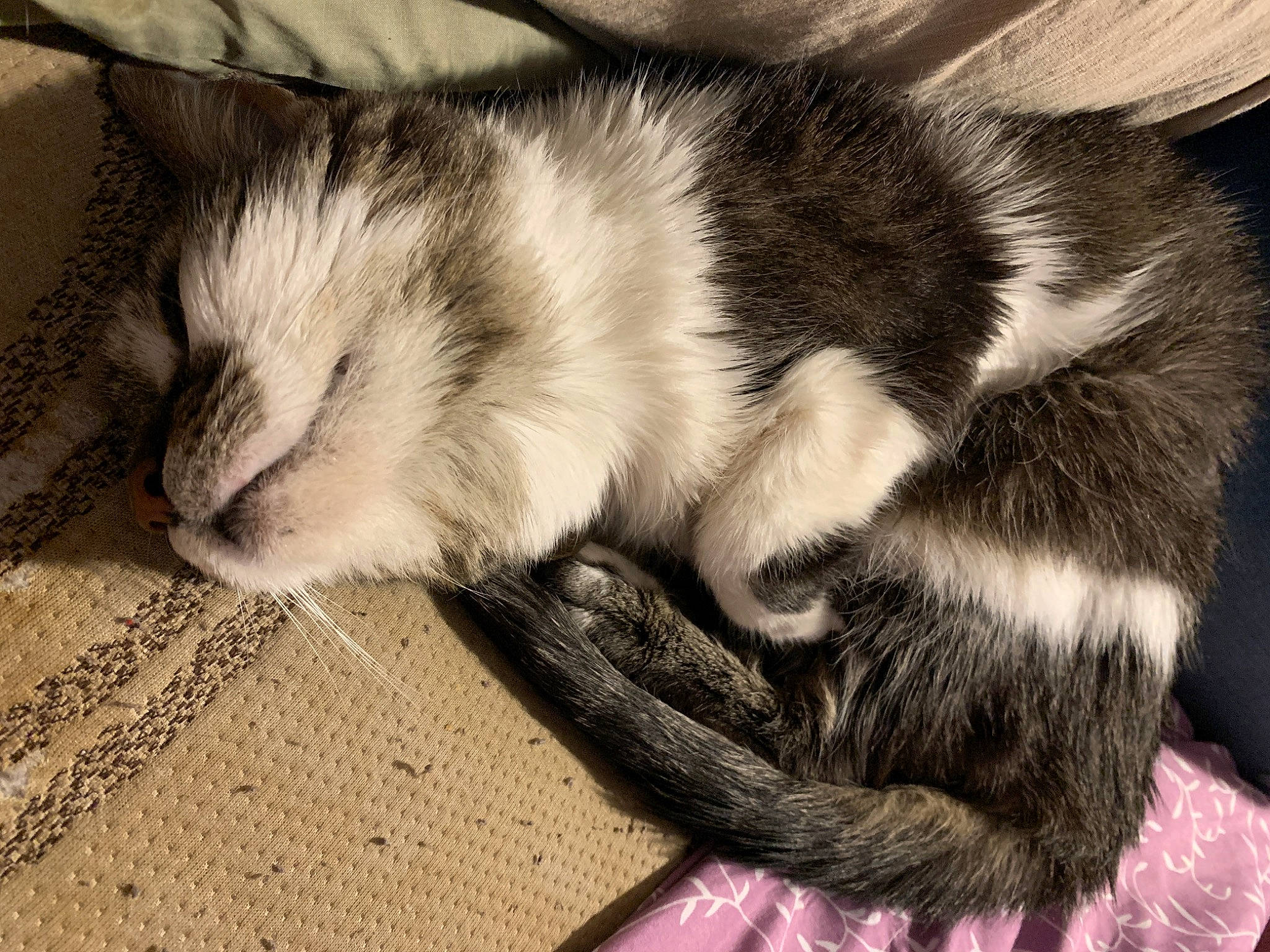 Pearl joined the competition — help win amazing prizes! carnivore, cat, felidae, fur, kitten, nap, sleep, small_to_medium_sized_cats, tabby_cat, tail, whiskers