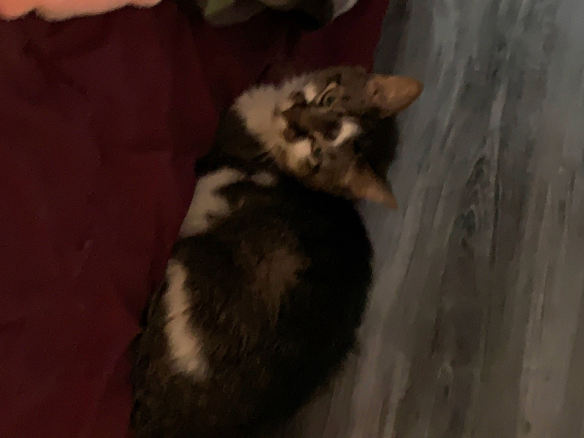 Pearl joined the competition — help win amazing prizes! carnivore, cat, felidae, fur, mammal, mustelidae, small_to_medium_sized_cats, tail, whiskers