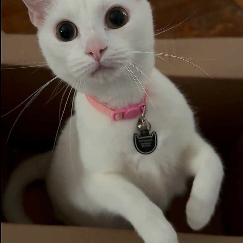 Suki