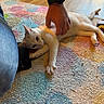casual, cat, colorful_rug, cozy, denim, floor, hand, indoor, jeans, paw, person, pet, playing, relaxing, rug, smartwatch, stretching, watch, white_cat, wooden_floor