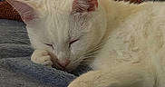 Suki is registered to the contest to win money with this photo: animal, blanket, calm, cat, closeup, comfort, cozy, cute, feline, fur, home, indoor, paw, peaceful, pet, relaxation, resting, sleeping, soft_texture, white_cat