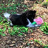 Diva is registered to the contest to win money with this photo: puppy, dog, toy, flower_toy, black_and_white, fur, outdoor, grass, leaves, plants, nature, sunlight, shade, ground, small_dog, playing, cute, pet, animal, chewing