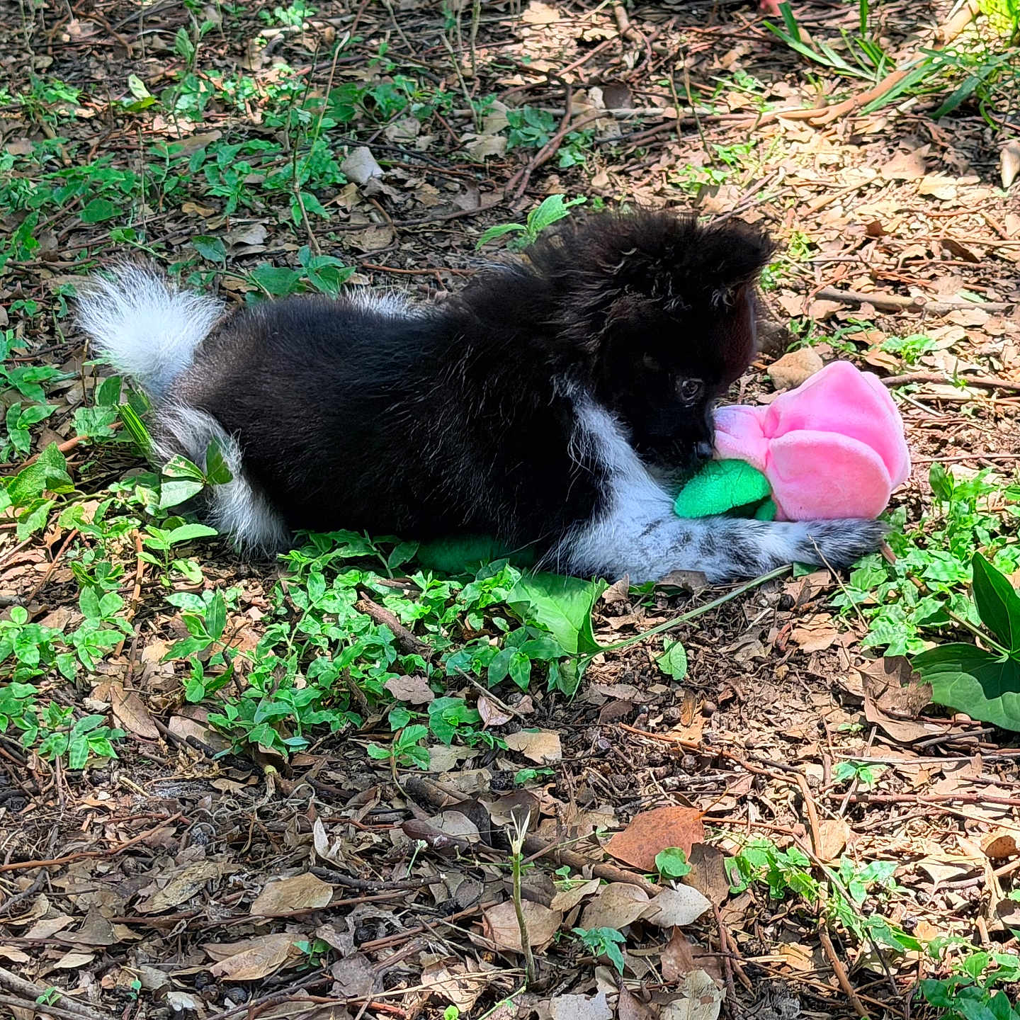 Diva