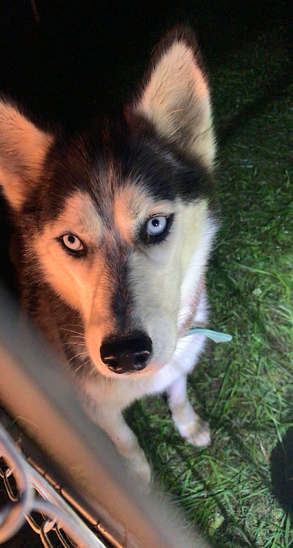 Malley joined the competition — help win amazing prizes! art, canidae, canis, carnivore, companion_dog, dog, dog_breed, fawn, fur, grass, jaw, plant, siberian_husky, sled_dog, snout, sporting_group, whiskers, wildlife, wolf, working_dog