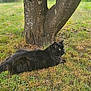 black_cat, cat, animal, pet, grass, tree_trunk, outdoor, nature, feline, fur, eyes, lying_down, resting, mammal, whiskers, closeup, daylight, greenery, relaxed, wildlife