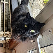 Diablo a rejoint le concours — aidez-le/la à gagner de superbes lots ! cat, black_cat, green_eyes, fluffy_fur, windowsill, door_handle, radiator, indoor, curious, pet, house, window, floor_tiles, closeup, animal, domestic_cat, looking_up, whiskers, feline, daylight