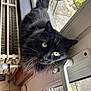 cat, black_cat, green_eyes, fluffy_fur, windowsill, door_handle, radiator, indoor, curious, pet, house, window, floor_tiles, closeup, animal, domestic_cat, looking_up, whiskers, feline, daylight