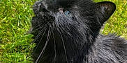 Diablo a rejoint le concours — aidez-le/la à gagner de superbes lots ! black_cat, cat, blue_eyes, animal, pet, outdoor, grass, fur, whiskers, looking_up, sunlight, nature, mammal, close_up, cute, fluffy, domestic_cat, curious, portrait, daylight
