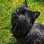 black_cat, cat, blue_eyes, animal, pet, outdoor, grass, fur, whiskers, looking_up, sunlight, nature, mammal, close_up, cute, fluffy, domestic_cat, curious, portrait, daylight