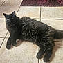 cat, black_cat, fluffy, tile_floor, indoor, pet, animal, fur, curious, relaxed, lying_down, tail, green_eye, yellow_eye, purple_rug, floor_tiles, whiskers, domestic_cat, cute, feline