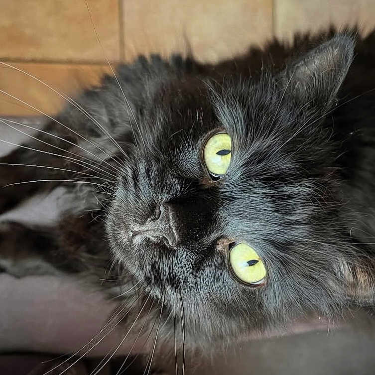 Diablo participe au concours pour gagner de l'argent avec cette photo : animal, black_cat, cat, close_up, cute, domestic_cat, ear, face, feline, fluffy, fur, indoor, looking_up, nose, pet, portrait, relaxed, soft_surface, whiskers, yellow_eyes