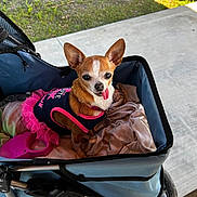 Snuggles joined the competition — help win amazing prizes! dog, chihuahua, pet, tutu, clothing, stroller, blanket, outdoor, sunlight, playful, tongue_out, cute, animal, small_dog, canine, grass, pavement, wheel, pink, blue
