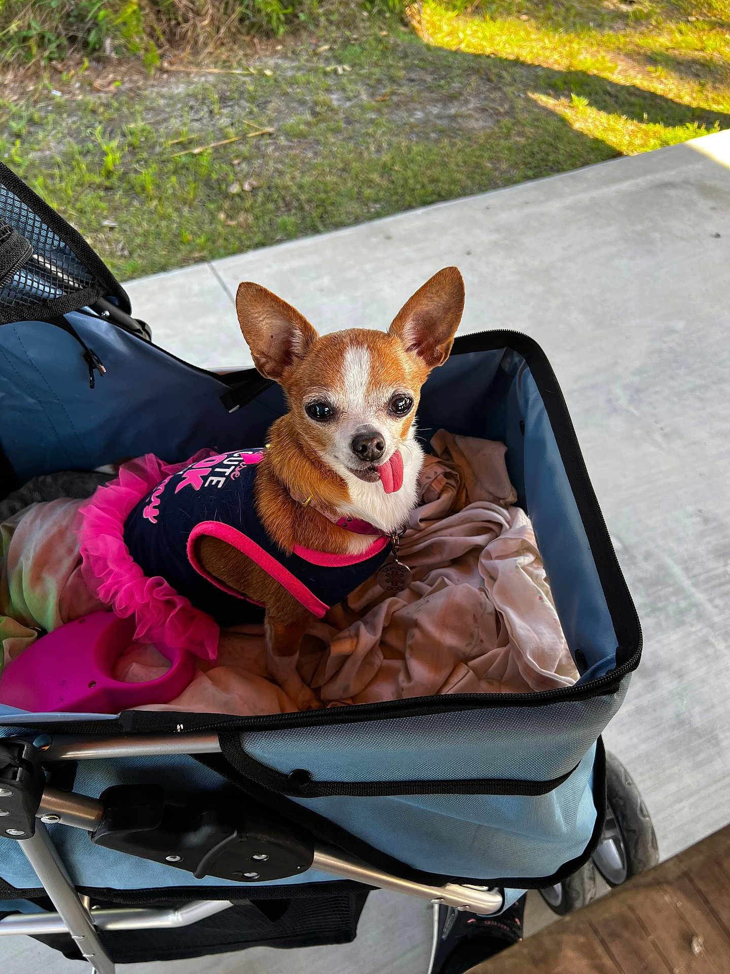 Snuggles joined the competition — help win amazing prizes! dog, chihuahua, pet, tutu, clothing, stroller, blanket, outdoor, sunlight, playful, tongue_out, cute, animal, small_dog, canine, grass, pavement, wheel, pink, blue