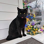 Smokey is registered to the contest to win money with this photo: black_cat, cat, pet, tongue_out, christmas_tree, christmas_decorations, ornaments, fairy_lights, window_reflection, porch, siding, seasonal_decor, sitting, portrait, yellow_eyes, black_fur, holiday_display, outdoor, close_up, festive