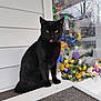 black_cat, cat, pet, tongue_out, christmas_tree, christmas_decorations, ornaments, fairy_lights, window_reflection, porch, siding, seasonal_decor, sitting, portrait, yellow_eyes, black_fur, holiday_display, outdoor, close_up, festive