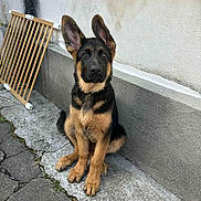 Harley a rejoint le concours — aidez-le/la à gagner de superbes lots ! alert, animal, baby_gate, black, brown, canine, companion, concrete, cute, dog, ears, fur, german_shepherd, outdoor, pet, puppy, sidewalk, sitting, wall, young_dog