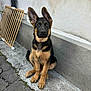 puppy, german_shepherd, dog, young_dog, ears, sidewalk, concrete, wall, baby_gate, outdoor, pet, animal, sitting, brown, black, fur, alert, cute, canine, companion