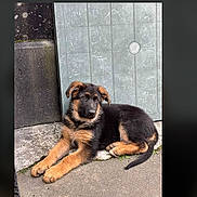 Harley a rejoint le concours — aidez-le/la à gagner de superbes lots ! german_shepherd, puppy, dog, animal, pet, outdoor, concrete, wall, curious, young, black_and_tan, fur, canine, laying_down, ears, tail, side_view, cute, domestic_animal, resting