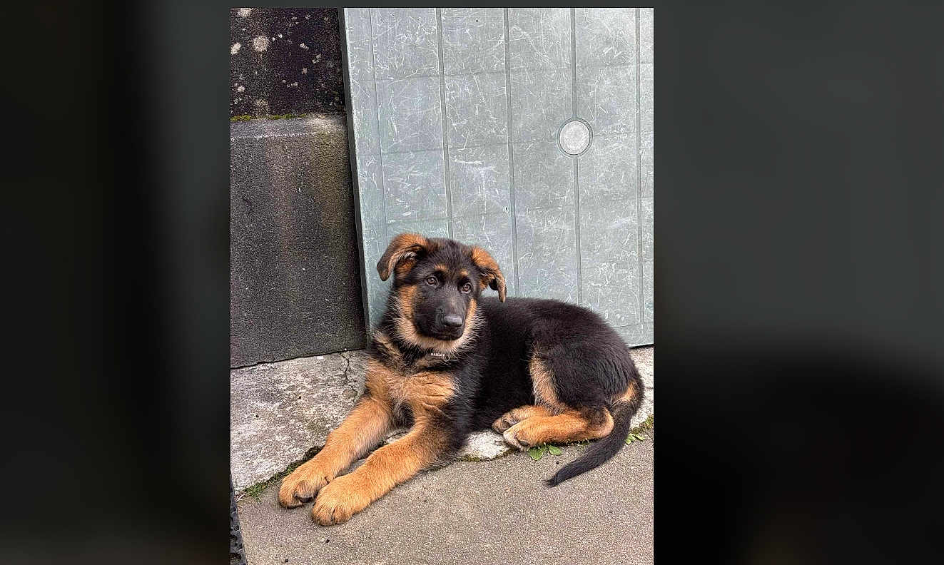 Harley a rejoint le concours — aidez-le/la à gagner de superbes lots ! german_shepherd, puppy, dog, animal, pet, outdoor, concrete, wall, curious, young, black_and_tan, fur, canine, laying_down, ears, tail, side_view, cute, domestic_animal, resting
