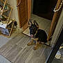 german_shepherd, puppy, dog, indoor, mat, floor, tile, wooden_shelf, potted_plant, doorway, smiling, ears_up, pet, young_dog, home, animal, curious, happy, sitting, tongue_out