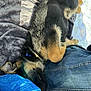 puppy, dog, sleeping, resting, denim, jeans, blanket, blue_tarp, fur, cozy, nap, paw, indoors, comfort, cute, animal, pet, relaxation, soft, warm