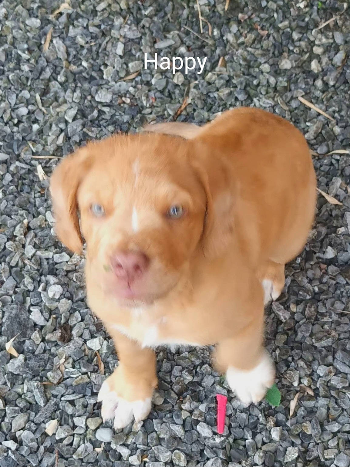 Happy participe au concours pour gagner de l'argent avec cette photo : canidae, carnivore, companion_dog, dog, dog_breed, fawn, fur, grass, liver, paw, puppy, snout, soil, sporting_group, tail, terrestrial_animal, toy, whiskers, wood, working_animal