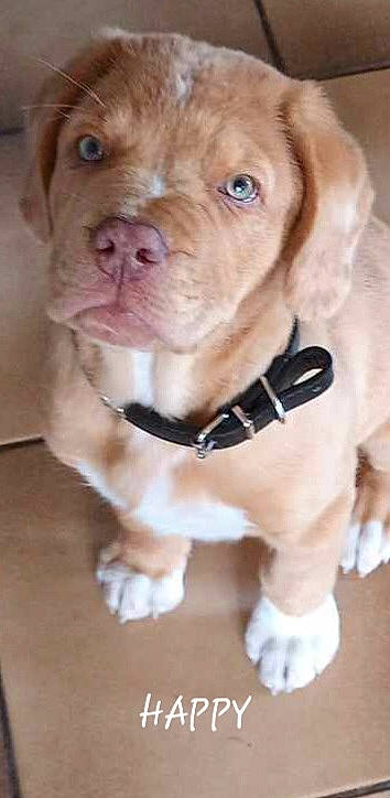 Happy a rejoint le concours — aidez-le/la à gagner de superbes lots ! canidae, carnivore, collar, companion_dog, dog, dog_breed, dog_collar, dog_supply, fawn, fur, leash, liver, pet_supply, puppy, retriever, snout, sporting_group, whiskers, working_animal, wrinkle