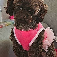Gigi is registered to the contest to win money with this photo: animal, blanket, brown, companion, couch, curly_fur, cute, dog, domestic_animal, fur, furniture, indoors, looking, pet, pink_dress, poodle, portrait, sitting, small_dog, tutu