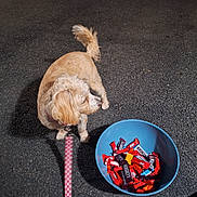Willow joined the competition — help win amazing prizes! animal, asphalt, blue, bowl, candy, candy_bars, collar, dog, food, fur, hersheys, kitkat, leash, night, outdoor, pet, pink, shadow, snack, tail