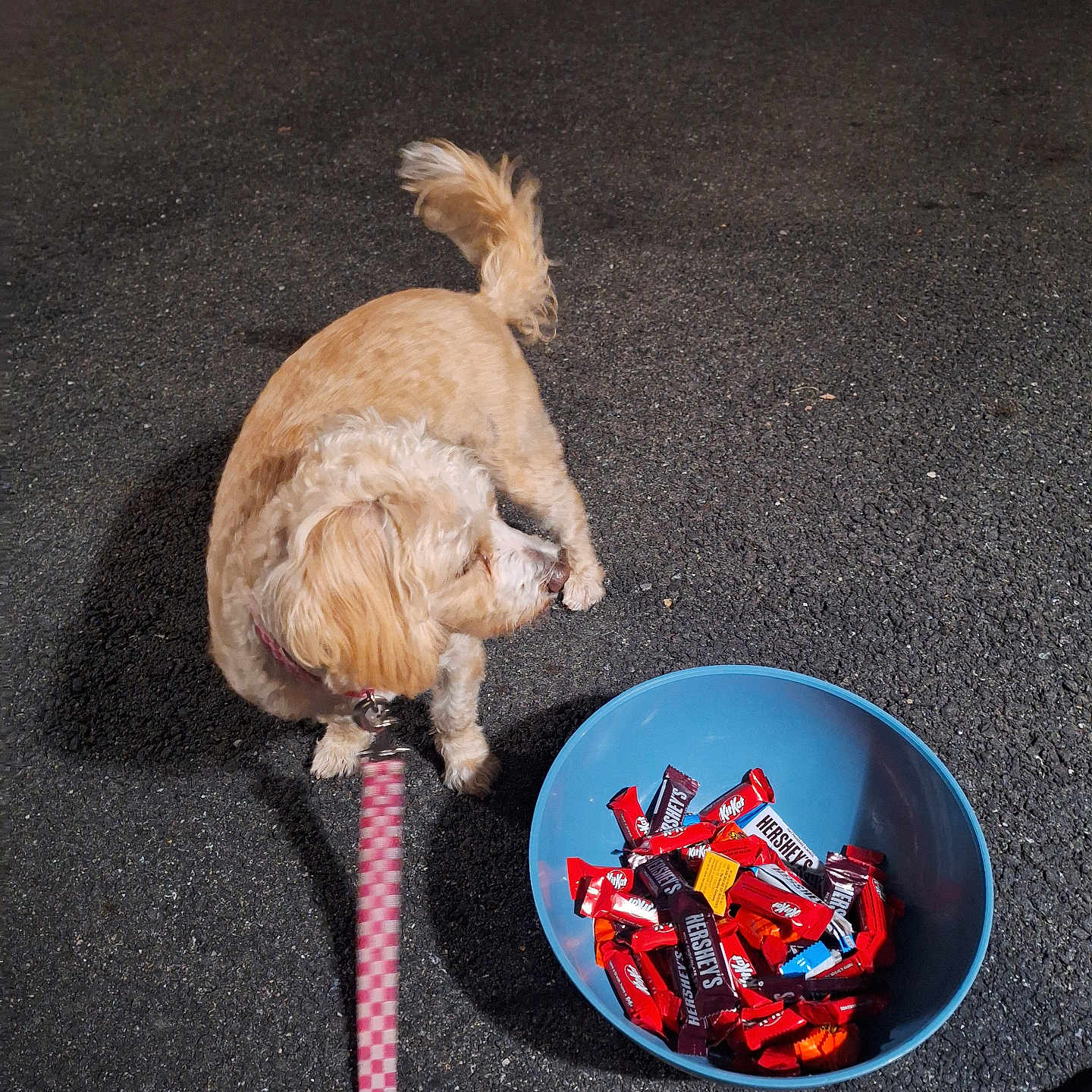 Willow joined the competition — help win amazing prizes! animal, asphalt, blue, bowl, candy, candy_bars, collar, dog, food, fur, hersheys, kitkat, leash, night, outdoor, pet, pink, shadow, snack, tail