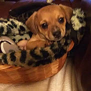Bailey joined the competition — help win amazing prizes! beagador, canidae, carnivore, companion_dog, dachshund, dog, dog_breed, fawn, mammal, non_sporting_group, puggle, puppy, vertebrate