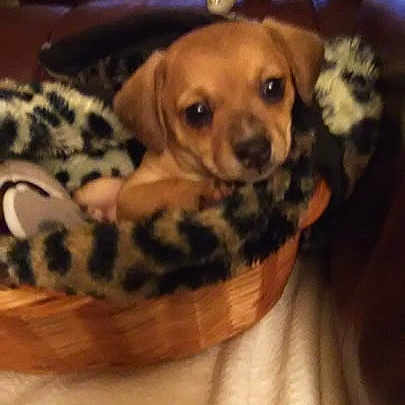 Bailey