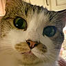 Ruby is registered to the contest to win money with this photo: animal, brown_fur, cat, close_up, curious, cute, domestic_animal, expression, eyes, face, feline, fur, indoor, mouth, nose, pet, portrait, tabby, whiskers, white_fur