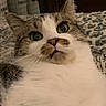Ruby is registered to the contest to win money with this photo: animal, bed, blanket, cat, close_up, curious, cute, domestic_cat, face, fur, green_eyes, indoor, lying_down, nose, pattern, pet, relaxed, tabby, whiskers, white_fur