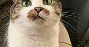 Ruby is registered to the contest to win money with this photo: animal, cat, close_up, curious, cute, domestic_animal, ears, face, feline, fur, green_eyes, indoor, looking_up, nose, pet, portrait, sitting, tabby, whiskers, white_fur
