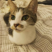 Ruby is registered to the contest to win money with this photo: animal, bedroom, bedspread, cat, closeup, cozy, curious, cute, domestic, ears, feline, green_eyes, indoor, pet, portrait, resting, striped, tabby, whiskers, white_fur