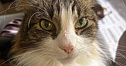 Sebastian joined the competition — help win amazing prizes! animal, blurred_background, cat, close_up, couch, cozy, feet, fluffy, fur, furniture, green_eyes, home, indoor, living_room, nose, painted_nails, pet, portrait, relaxed, whiskers