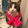 Sebastian is registered to the contest to win money with this photo: accessory, animal, bathroom, cat, closeup, countertop, cute, domestic_animal, feline, fur, green_eyes, indoor, mammal, pet, pink_bow, portrait, sink, toothbrush, towel, whiskers