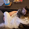 Sebastian joined the competition — help win amazing prizes! animal, cat, closeup, comfort, cozy, domestic, drink, ear, feline, fur, hand, holding, indoor, pet, relaxation, resting, sleeping, snack, table, whiskers