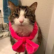 Sebastian is registered to the contest to win money with this photo: accessory, animal, bathroom, cat, closeup, cute, domestic_cat, feline, fluffy, fur, granite, indoor, pet, pink, pink_bow, portrait, sink, towel, whiskers, winking