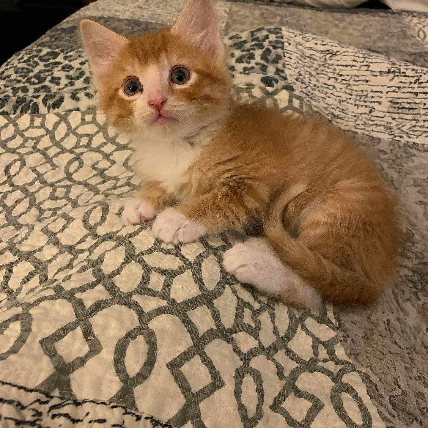 Twinkie